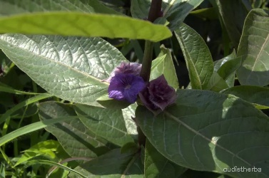 Neuracanthus sphaerostachyus flower7.jpg